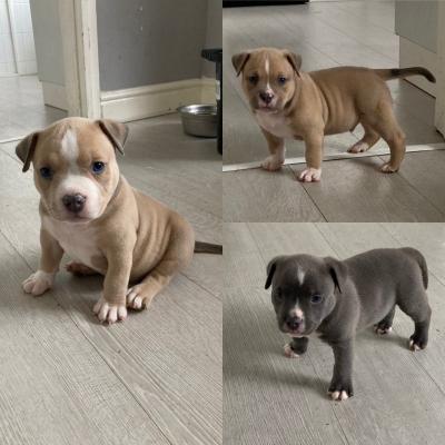 American Pocket Bully Puppies for sale 
